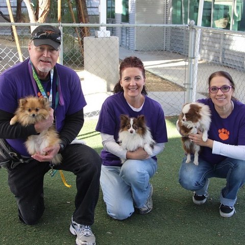 Golden Knights host rescue dog adoption event