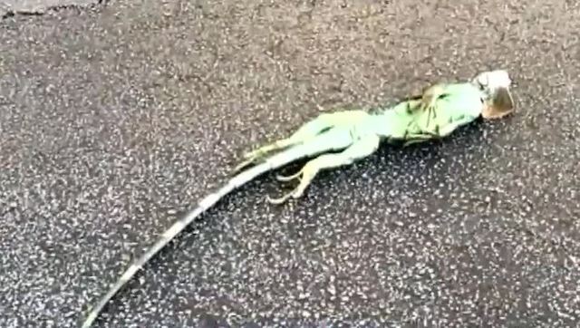 Iguana frozen and falling from a tree as temperatures drop in Florida