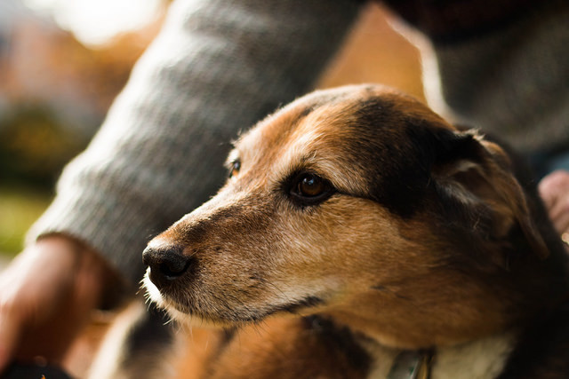The Animal Foundation took in over 200 pets during the first five days of July