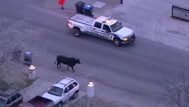 After Several Hours, Police, Animal Control Corral Loose Bull