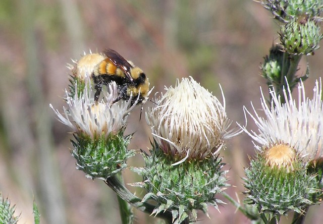 Celebrating National Wildflower Week in Nevada