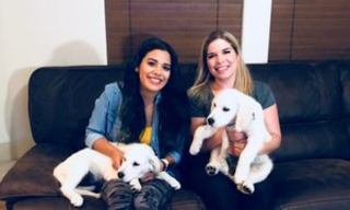 Golden Retrievers given to 1 October survivors