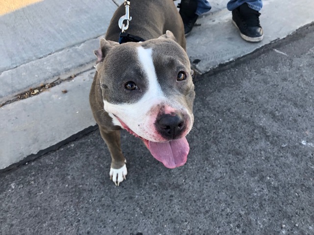 Dog abused in viral video almost ready for adoption - KTNV.com Las Vegas