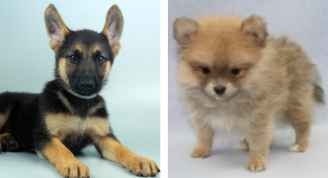 Man arrested in Petland theft, puppies not found