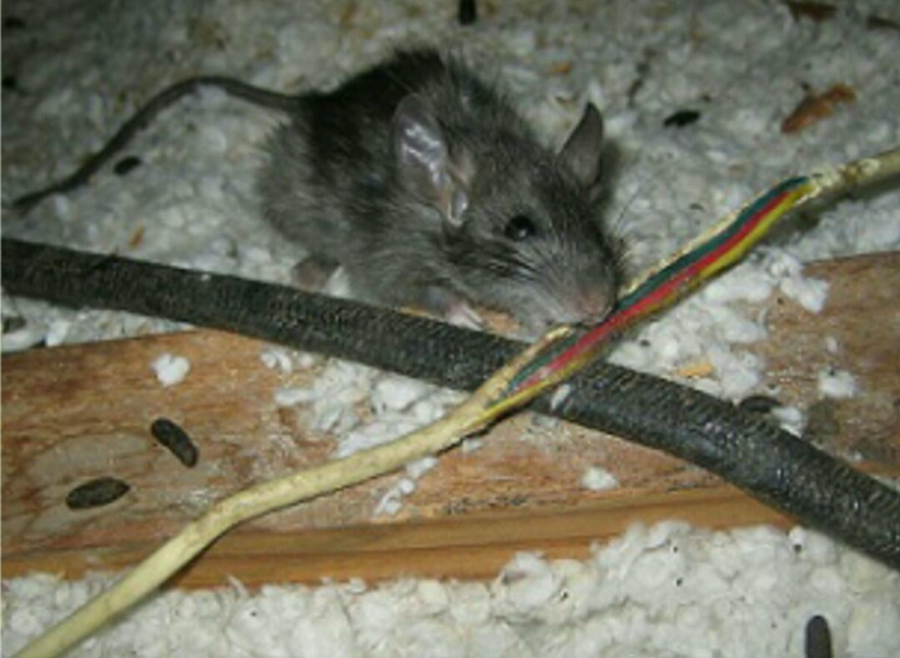 Rat season in Las Vegas valley Las Vegas